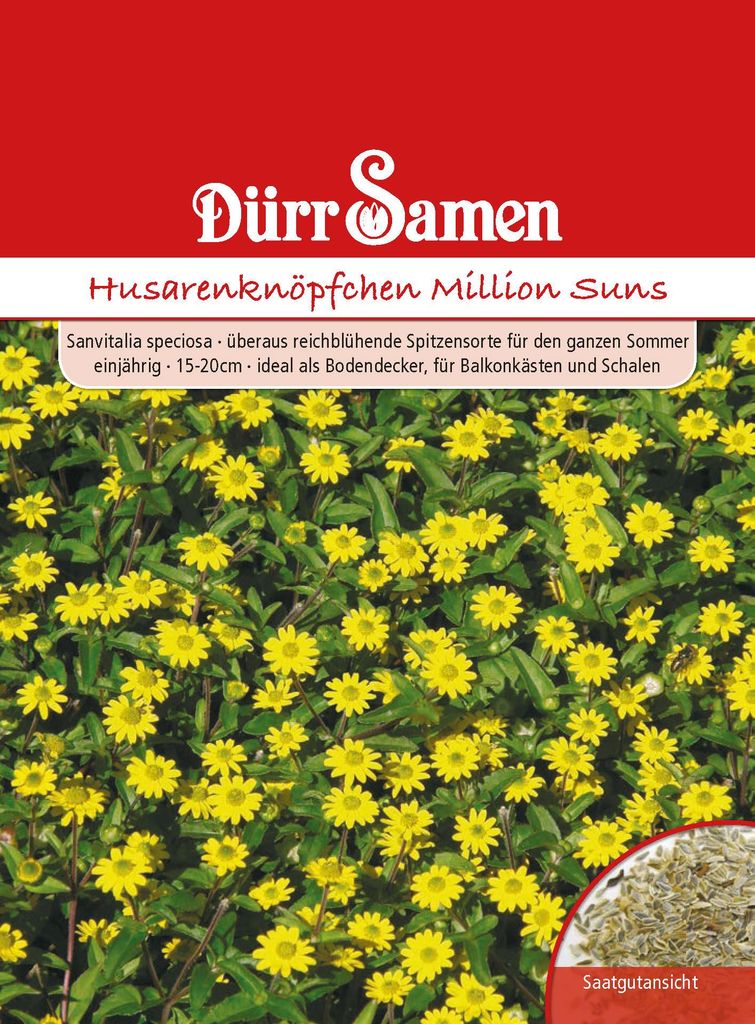 Husarenknöpfchen Million Suns | Husarenknöpfchensamen von Produktbild 