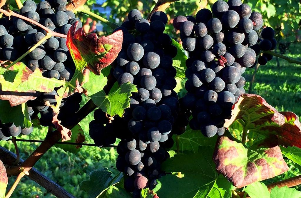 Jochen Schweizer Weinprobe online; Erlebnis verschenken oder selbst erleben; Der Gutschein ist gültig für 1 Person. An der Weinprobe können bis ...