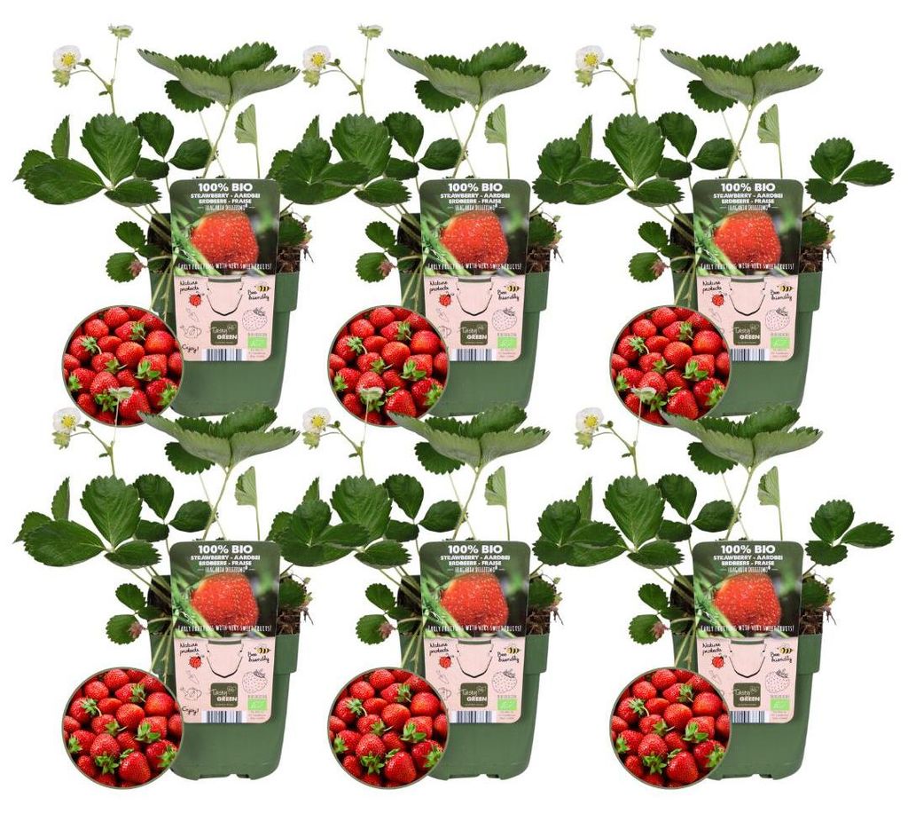Plants by Frank | 6 Erdbeerpflanzen 100% Biologisch | Fragaria | Erdbeerpflanze | Obstgarten | Gemüsegarten | Gartenpflanzen