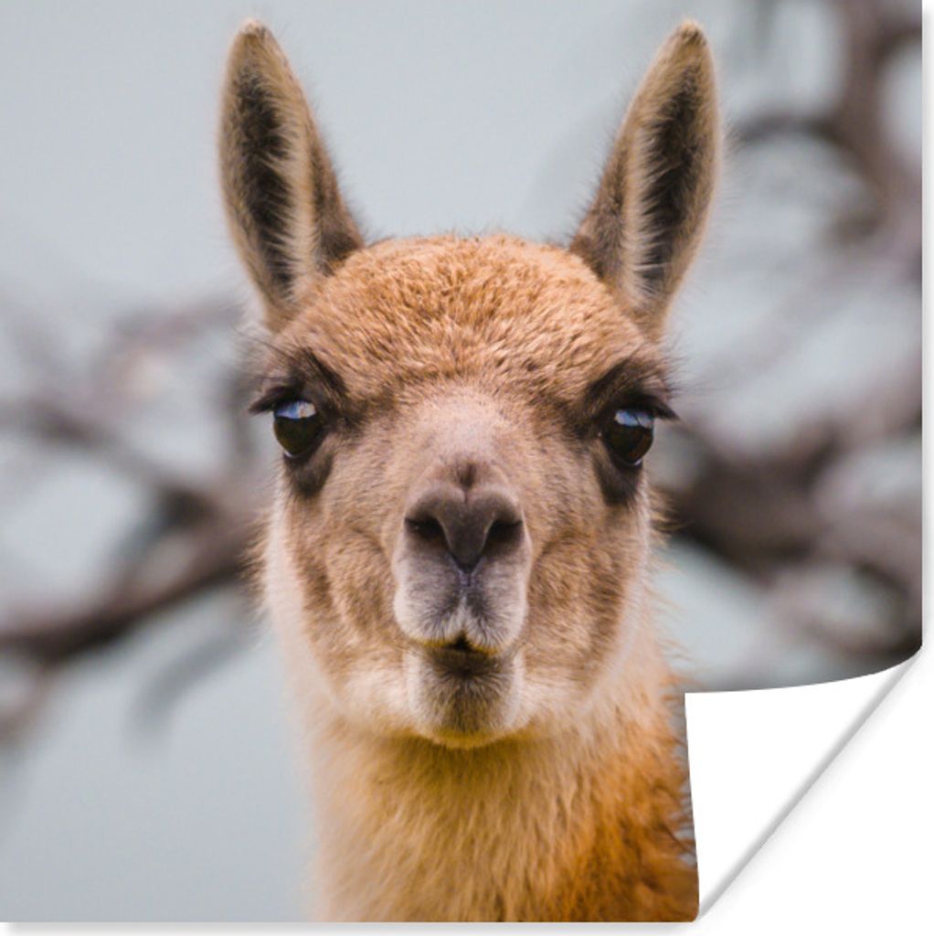 MuchoWow Poster Lama - Selfie - Boom 75x75 cm - Wand Dekoration