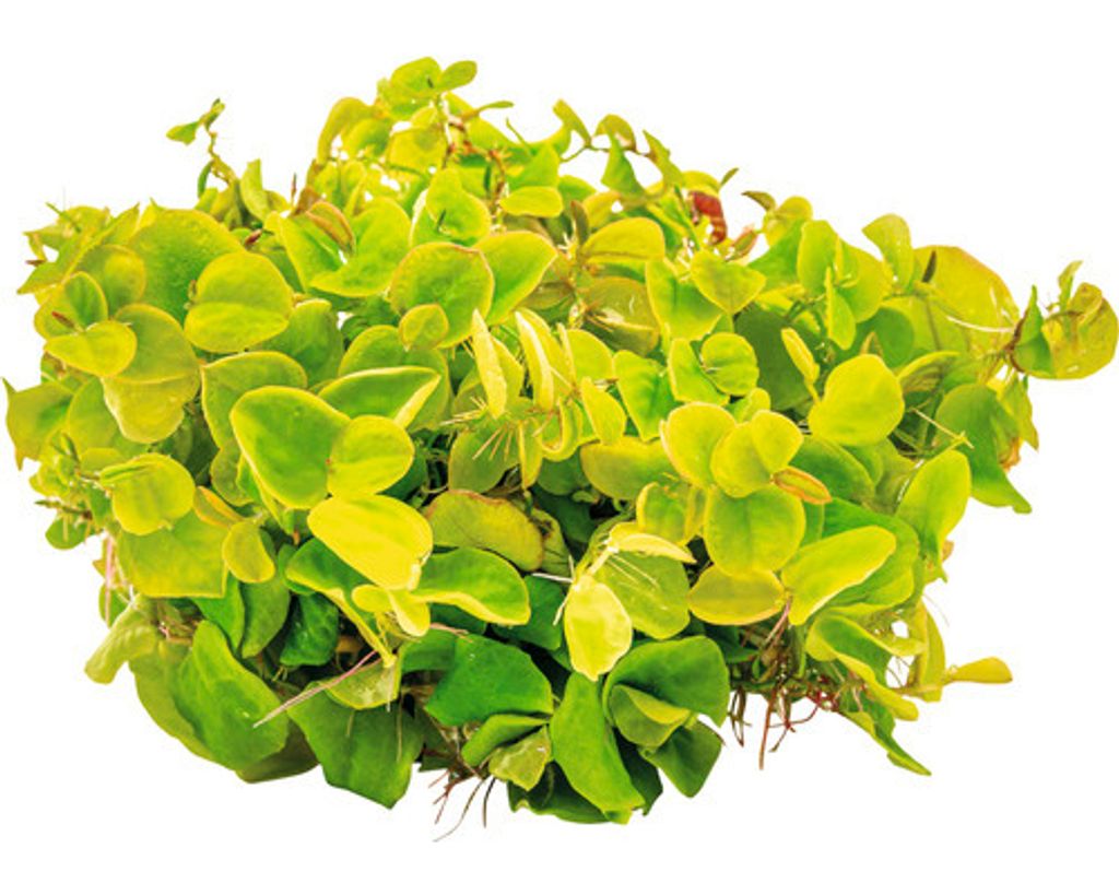 Schwimmende Wolfsmilch Phyllanthus fluitans Kaufland.de