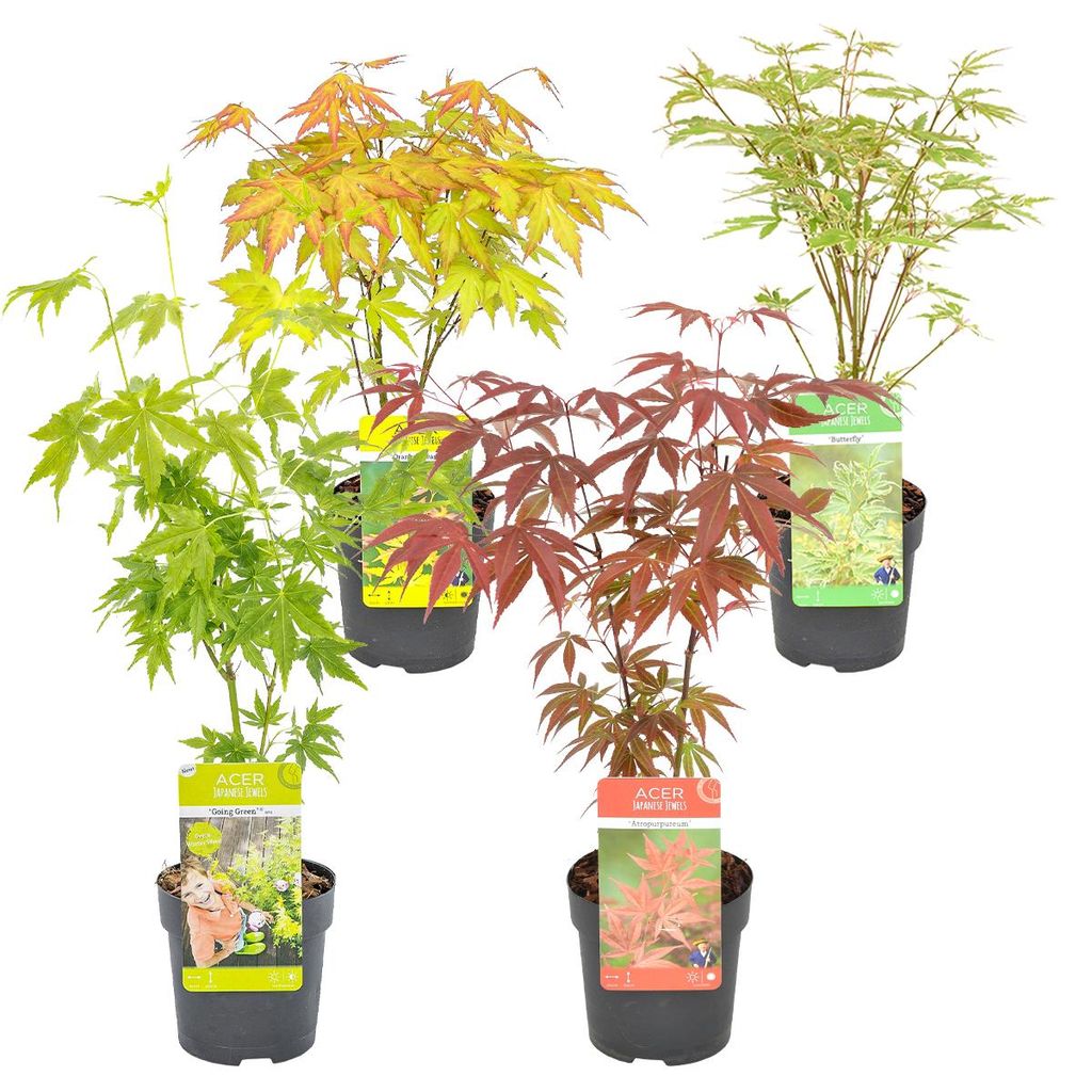 4er-Mix Acer Palmatum, Japanischer Ahorn, 20-30 cm, Topf Produktbild 