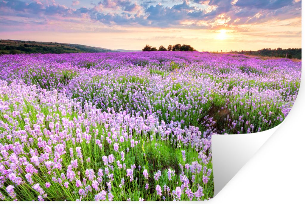MuchoWow Wandtattoo Wandsticker Wandaufkleber Blumen - Lavendel - Lila - Himmel - Sonnenuntergang - Wiese - Natur 90x60 cm Selbstklebend und Repo...