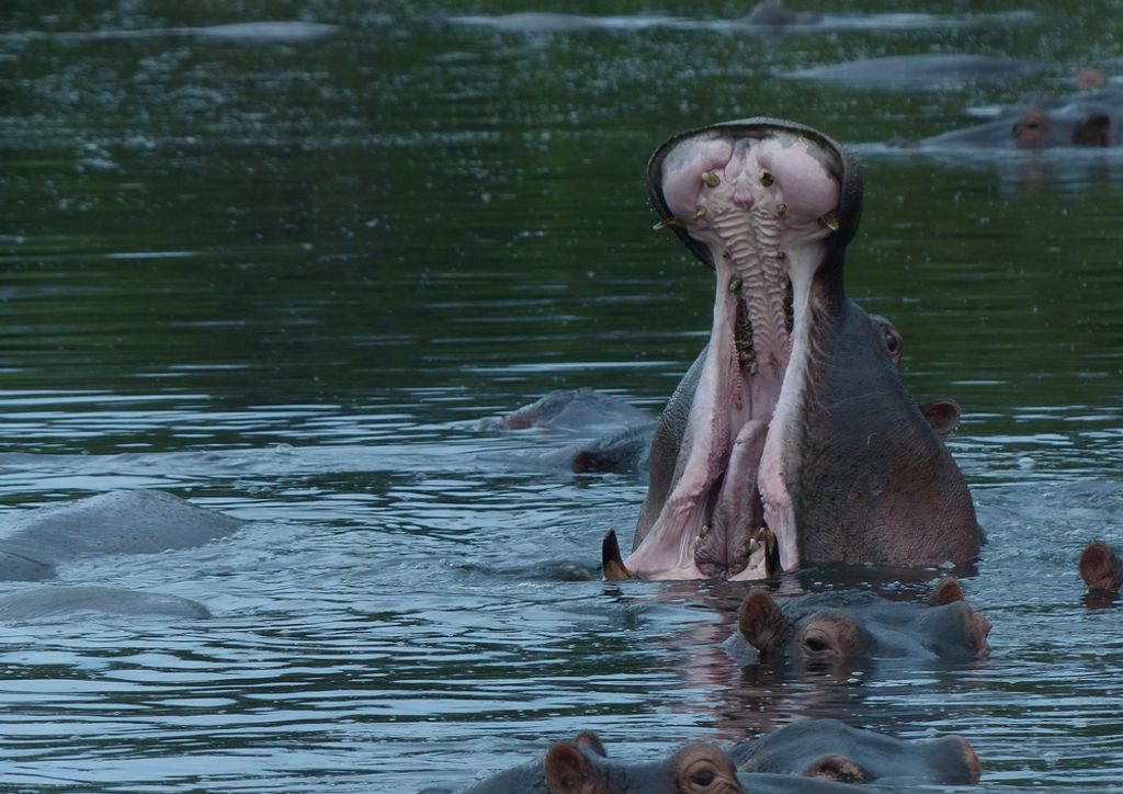 hansepuzzle 78120 - Nilpferd Puzzle, 260 Teile, Natur, 41,0 x 28,0cm mit hochwertiger Aufbewahrung, Kartonbox und wiederverschließbarem Beutel