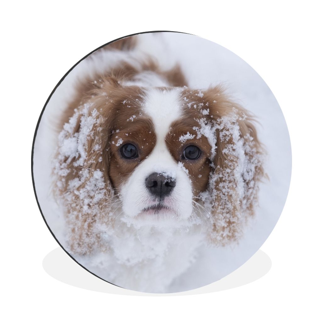 MuchoWow Aluminium Wandkreis Foto eines Cavalier King Charles Spaniels im Schnee Ø 90 cm Wanddeko Modern Wohnzimmer - Mauerkreis - Wandbilder - ...