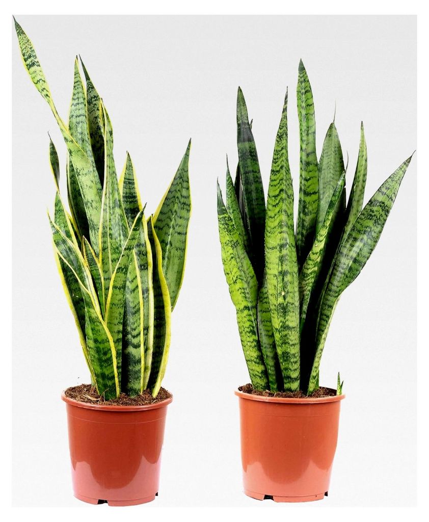 2x Bogenhanf, pflegeleichte Zimmerpflanzen, 1x Sansevieria zeylanica & 1x Sansevieria trifasciata 'Laurentii' - Höhe ca. 65 cm, Topf-Ø 17 cm