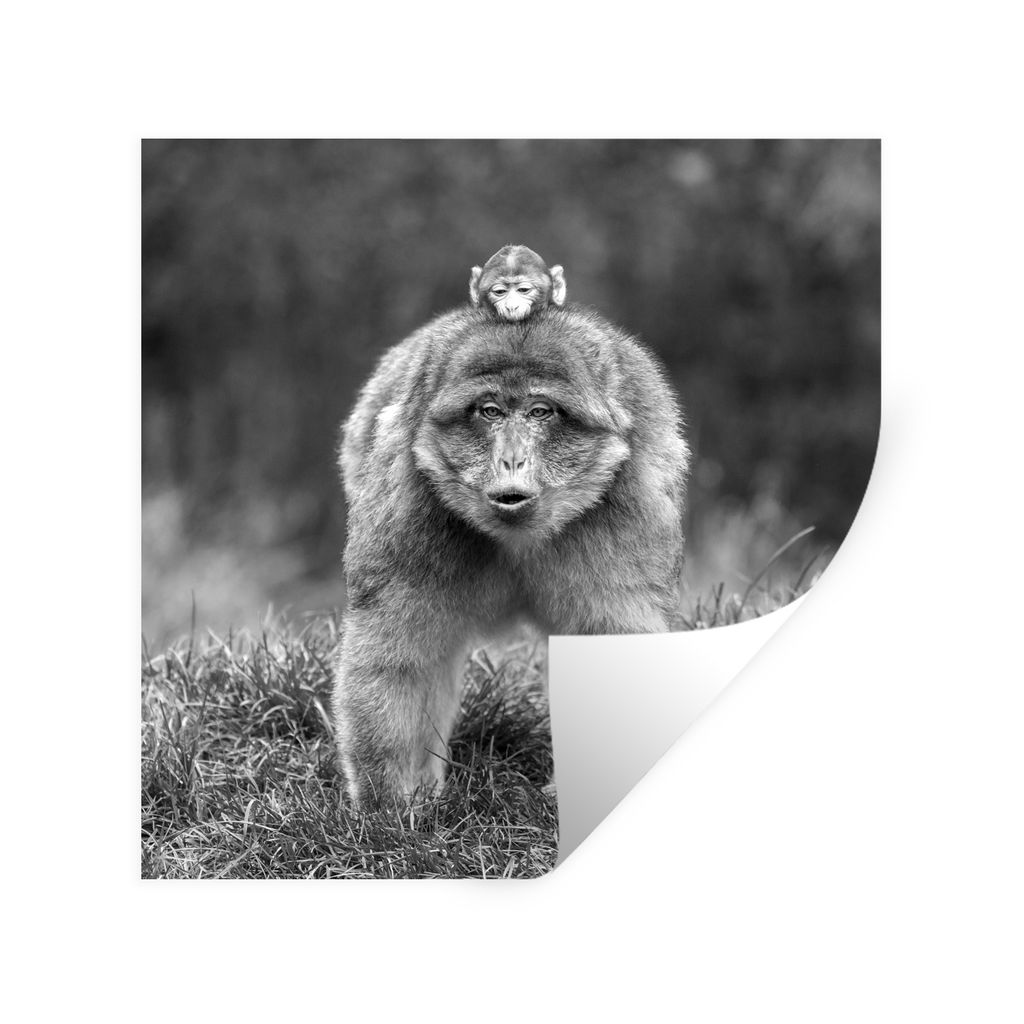 MuchoWow Wandtattoo Wandsticker Wandaufkleber Ein Affe mit einem Affenbaby auf dem Rücken - schwarz und weiß 30x30 cm Selbstklebend und Reposit...