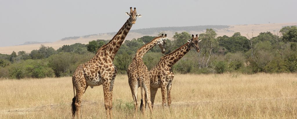 hansepuzzle 78706 - Giraffe Panorama-Puzzle 2000 Teile | Natur Puzzle, 2028 Teile, Natur, 60,0 x 46,0cm mit hochwertiger Aufbewahrung, Kartonbox & ...