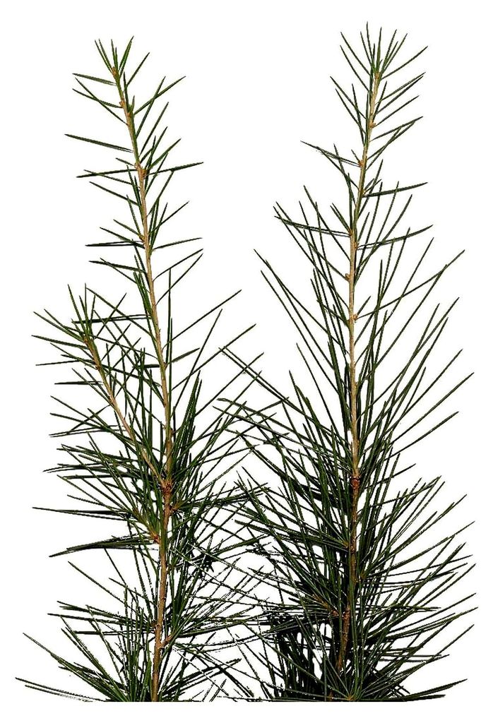 Himalaya-Zeder - Cedrus deodara - Winterhart - 10 Samen **Bis zu 35 Meter hoch**