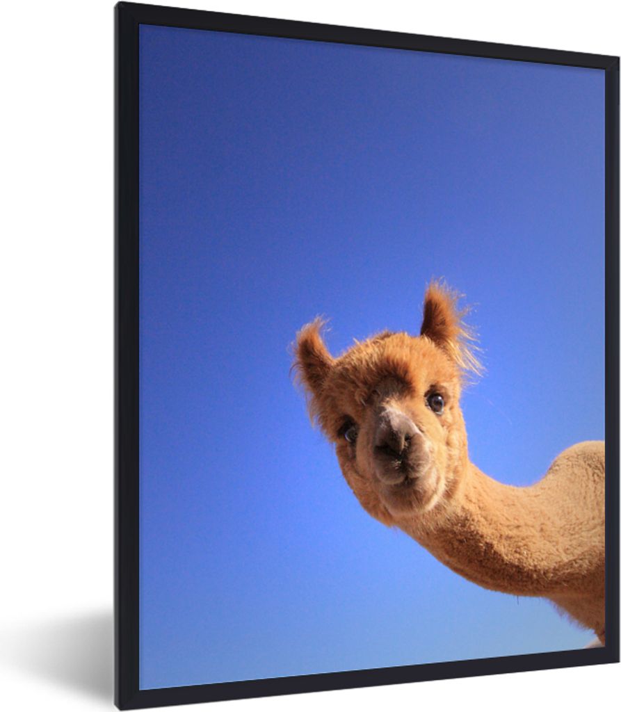 MuchoWow MuchoWow Gerahmtes Poster Alpaka - Braun - Blau 60x80 cm - Poster mit zchwarzem Bilderrahmen - Premium - Wanddeko Wohnzimmer