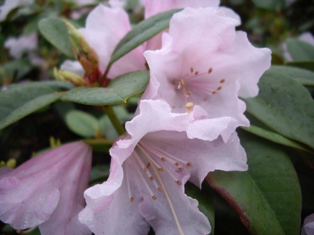 Rhododendron williamsianum Jackwill - Rhododendron Hybride - 30-40cm