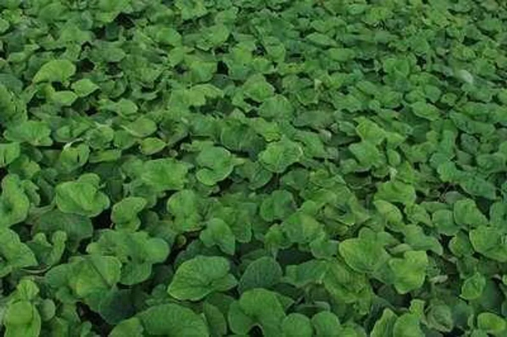 Fleurs pour ombre Brunnera Betty Bowring - Myosotis Caucase blanc 6x