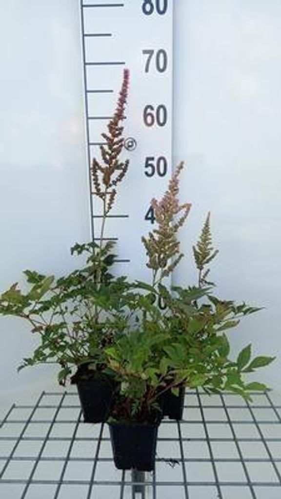 6 x Astilbe (a) 'Erika' - Prachtspiere - Topf 9 x 9 cm