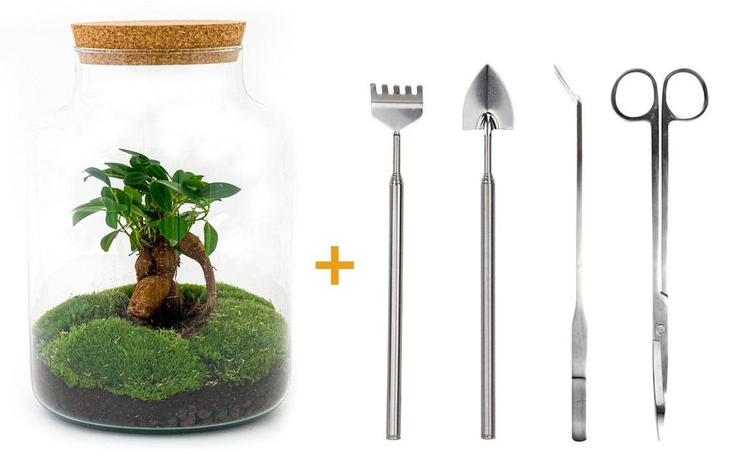 Flaschengarten Milky DIY Pflanzenterrarium 30 cm mit Ficus Bonsai incl. Rechen, Schaufel, Pinzette und Schere