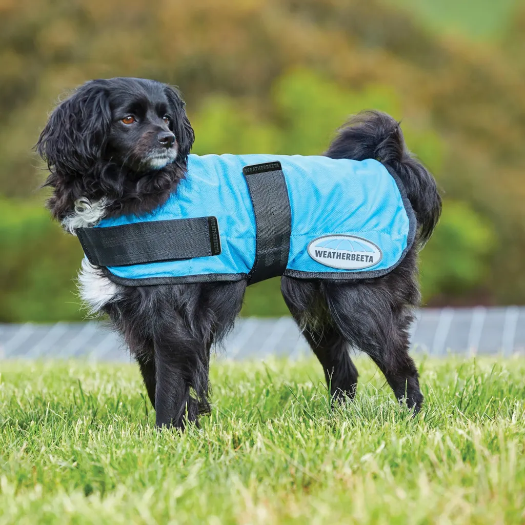 Manteau chien rafraîchissant bleu Weatherbeeta Therapy-Tec pour l'été