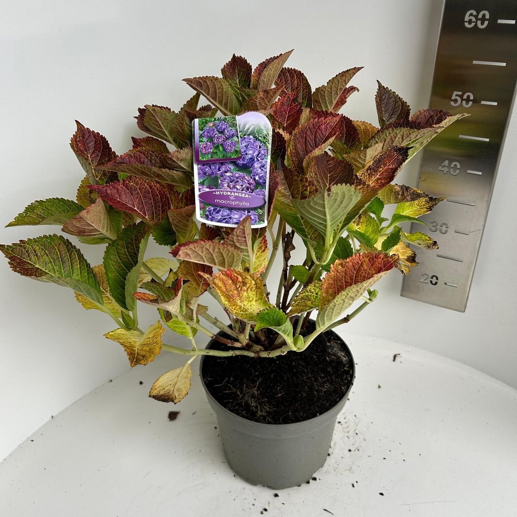 Hydrangea macr. Paars bol - Hortensie | 40-50 cm im Topf