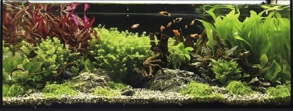 Aquarien-Wasserpflanzenpaket XL Colors of Nature" für 100 l Aquarium 20 Töpfe"