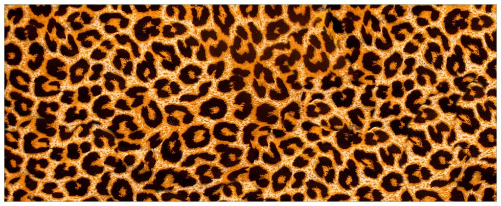 Wallario Premium Glasbild, freischwebende Optik, kräftige Farben, Größe 80 x 32 cm Motiv Leopardenmuster in orange schwarz