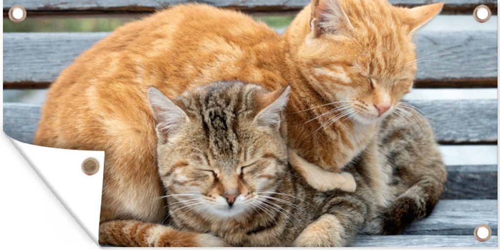 MuchoWow 160x80 cm Outdoor-Poster Gartendeko Sichtschutz Garten Poster für den Garten Katzen - Bank - Holz