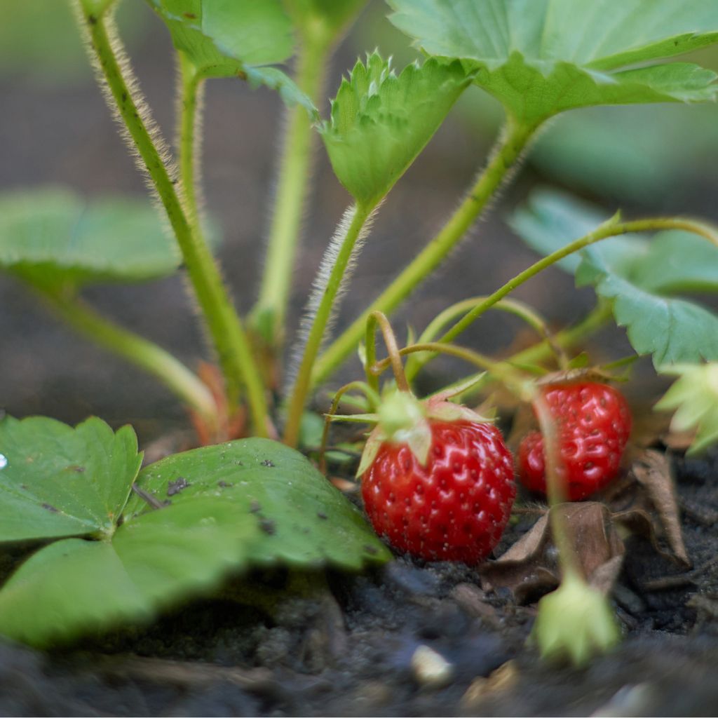 Erdbeeren Dnger Walderdbeeren Spezial Beerendnger Erdbeer