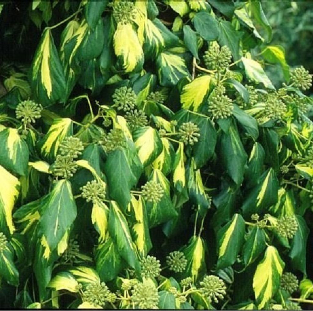 2 x Kaukasischer Efeu - Hedera colchica 'Sulphur Heart' | 50-60 cm in Container