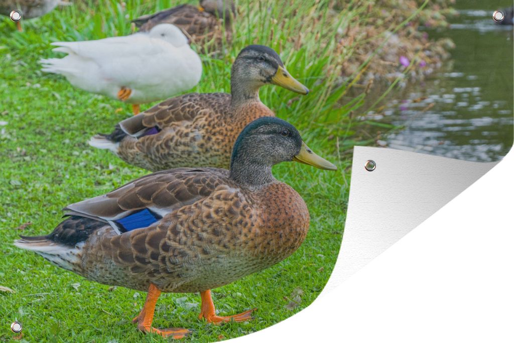 MuchoWow 120x80 cm Outdoor-Poster Gartendeko Sichtschutz Garten Poster für den Garten Enten - Gras - Spiel