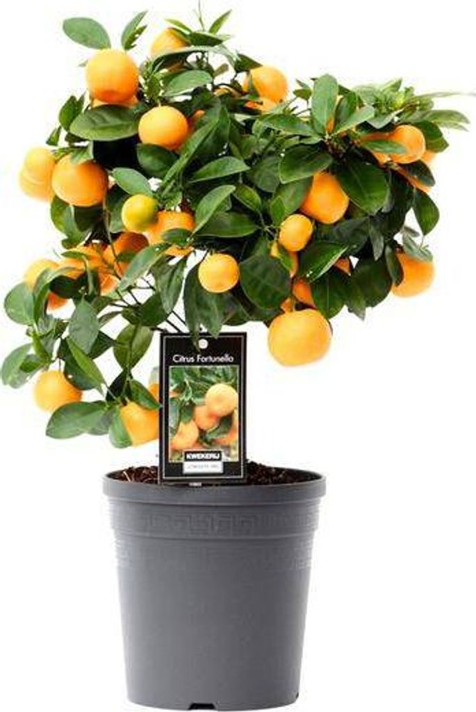 Calamondinorange Citrus Calamondin Orangenbaum Ø15cm 40cm Citrus Zimmerpflanze