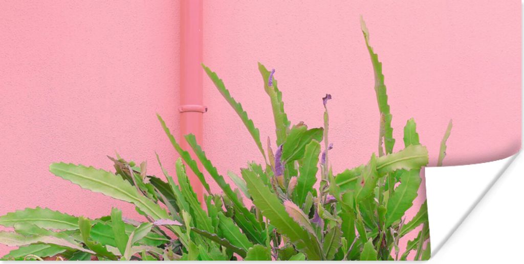 MuchoWow Poster Pflanze - Sommer - Rosa 120x60 cm - Bild