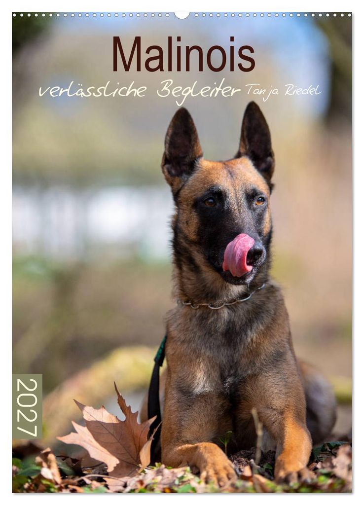 Malinois verlässliche Begleiter (Wandkalender 2027 DIN A2 hoch), CALVENDO Monatskalender