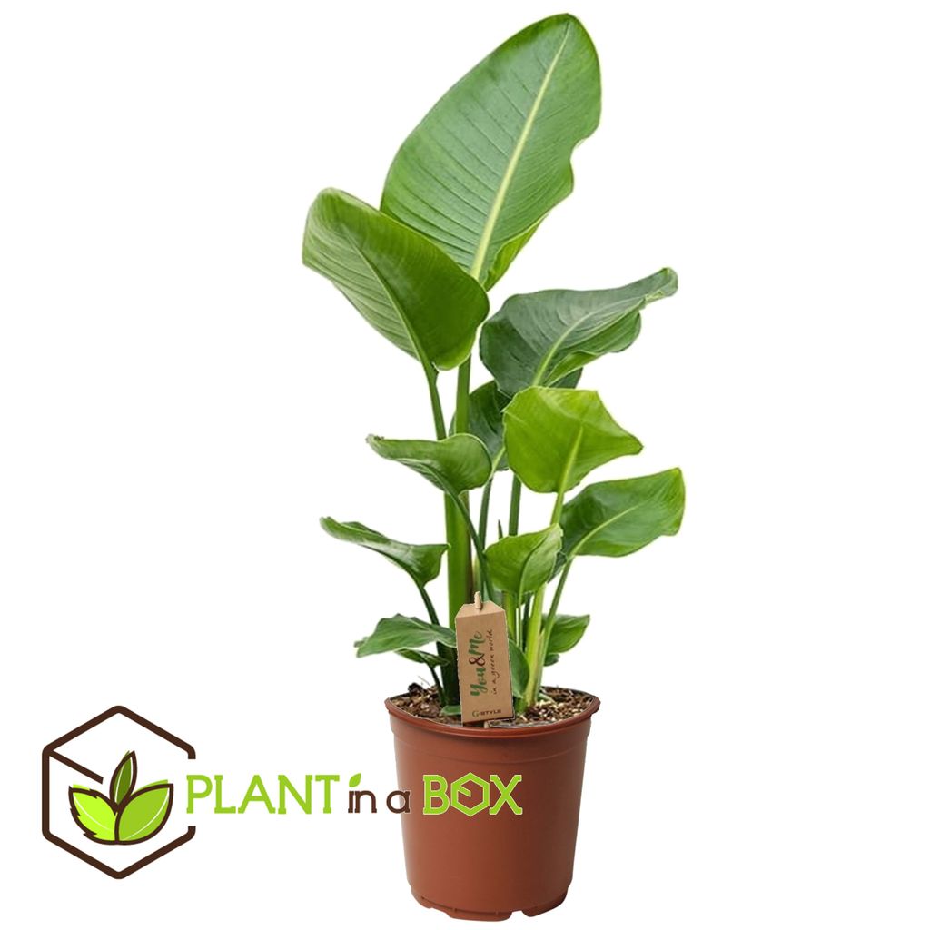 plant in a box - strelitzia nicolai - paradiesvogelpflanze - topf 17cm -  höhe 55-70cm