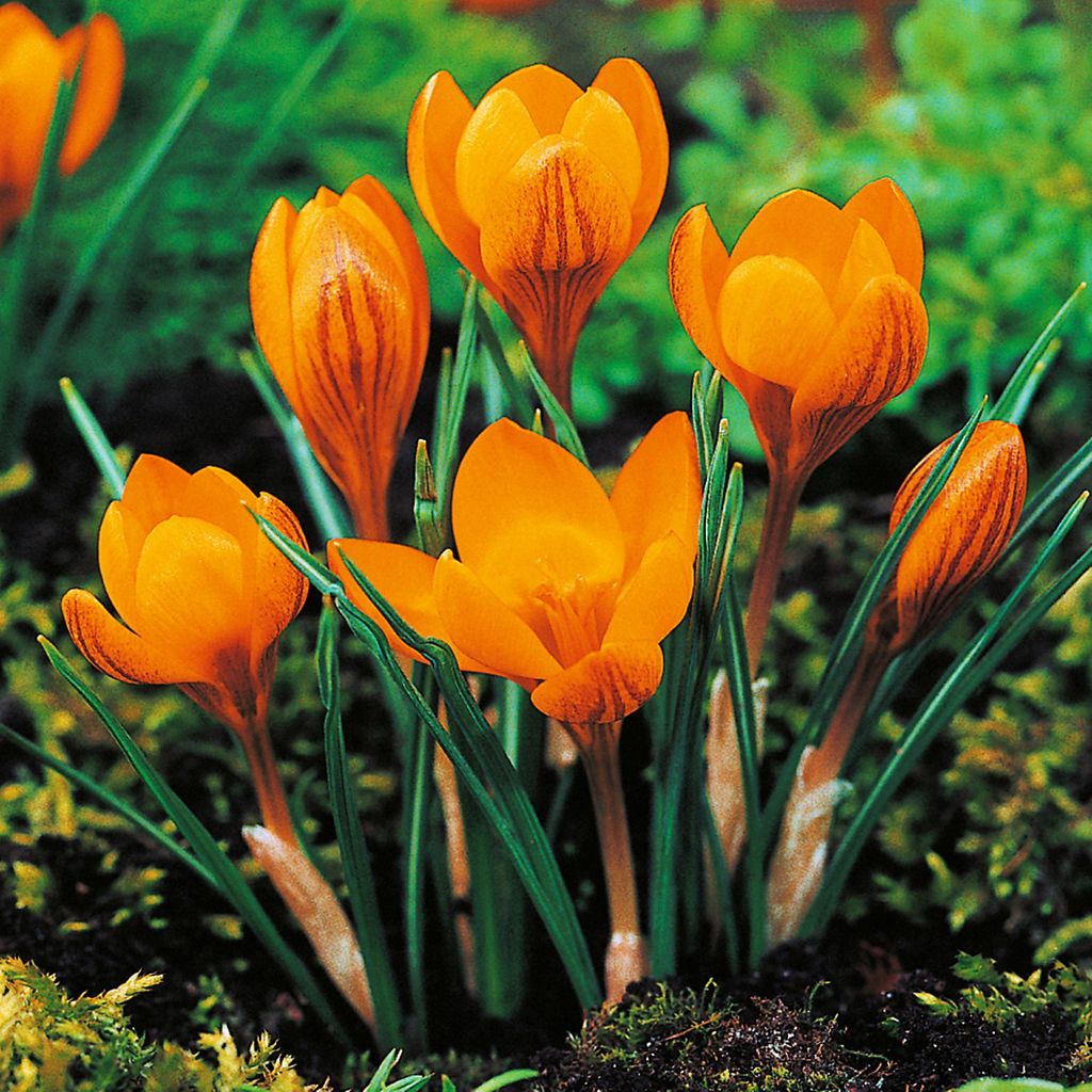 Blumenzwiebeln Blumen Zwiebeln Crocus Frühlingskrokus Produktbild 