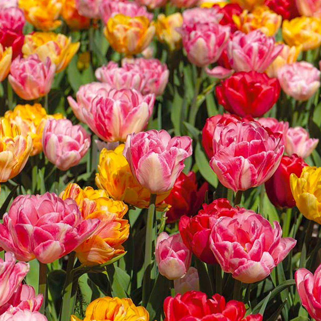 Bloomique - Mix 20 sztuk - Tulipa Double Mix - Podwójny Zdjęcie produktu 