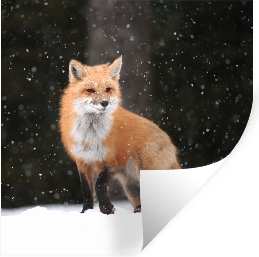 MuchoWow Wandtattoo Wandsticker Wandaufkleber Fuchs - Schnee - Winter 50x50 cm Selbstklebend und Repositionierbar - Selbstklebend - Fototapeten
