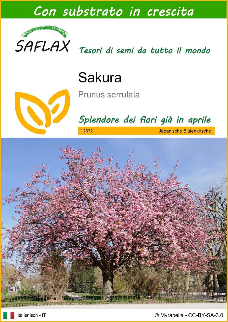 SAFLAX  - Sakura - 30 semi - Con substrato - Prunus Immagine del prodotto 
