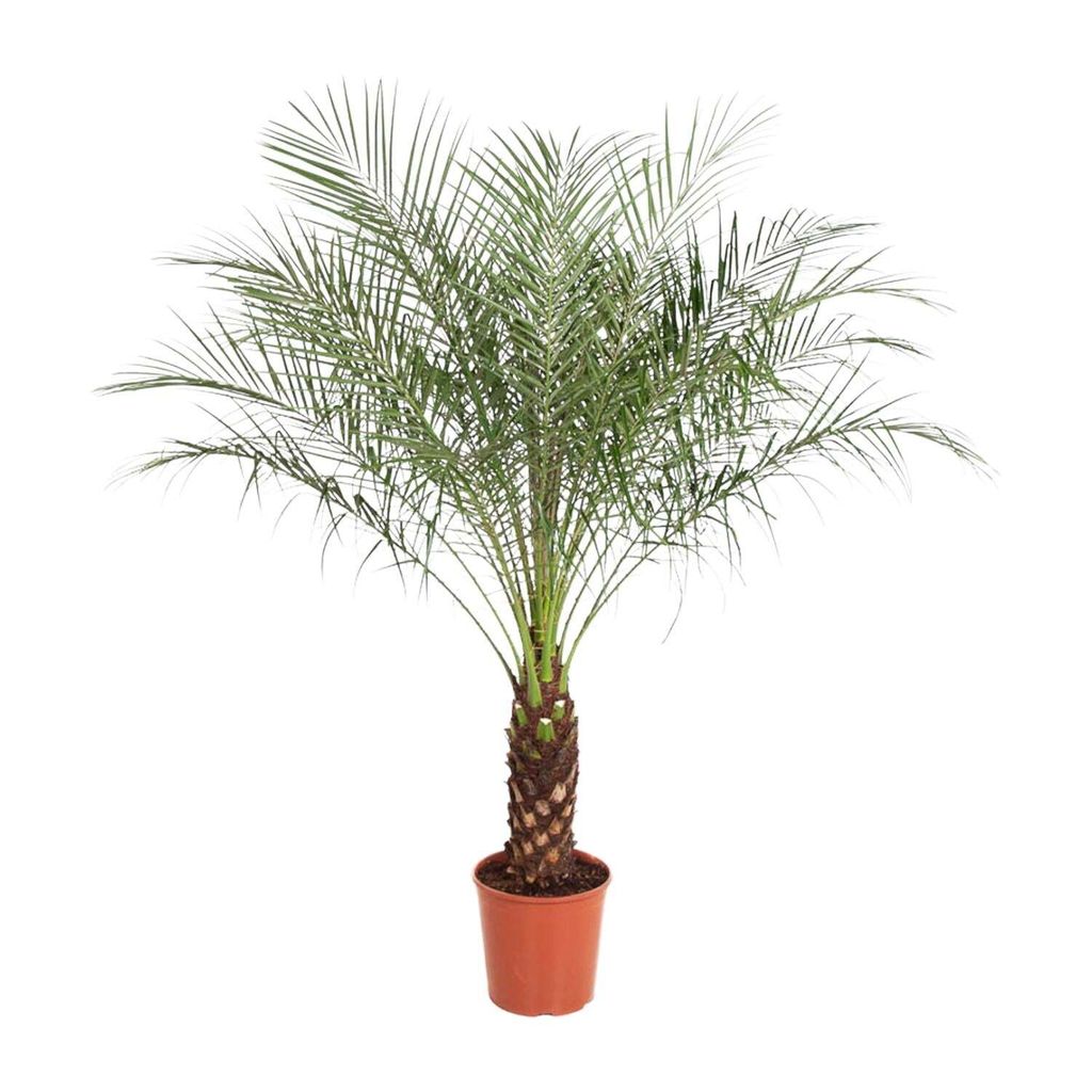 Phoenix Roebelenii - 150 Cm - Ø27 Image du produit 