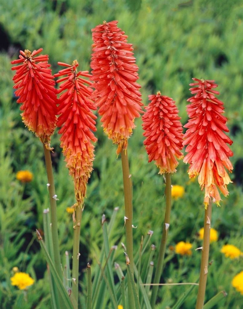 Kniphofia uvaria 'Nancy's Red', Fackellilie, rot, ca. 11x11 cm Topf