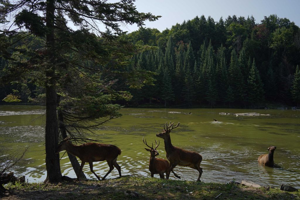 hansepuzzle 20762 - Rehe am Fluss Puzzle, 2000 Teile, Tierwelt, 90,0 x 60,0cm mit hochwertiger Aufbewahrung, Kartonbox & Beutel
