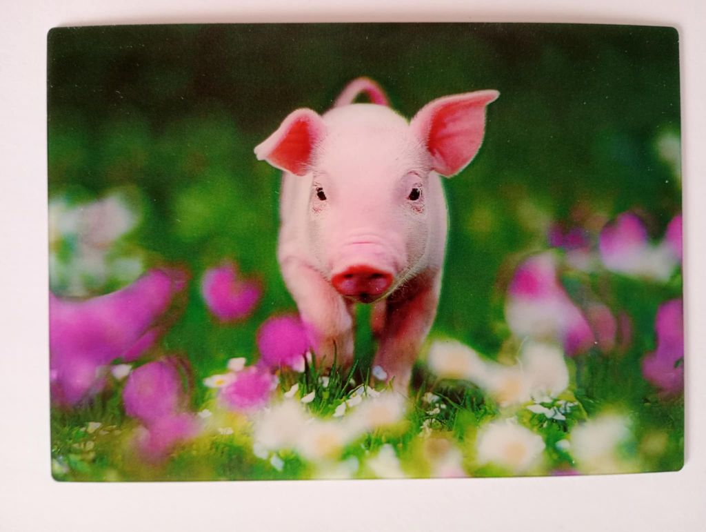 3 D Ansichtskarte Ferkel, Postkarte Wackelkarte Hologrammkarte, Tier Bauernhoftiere Schwein