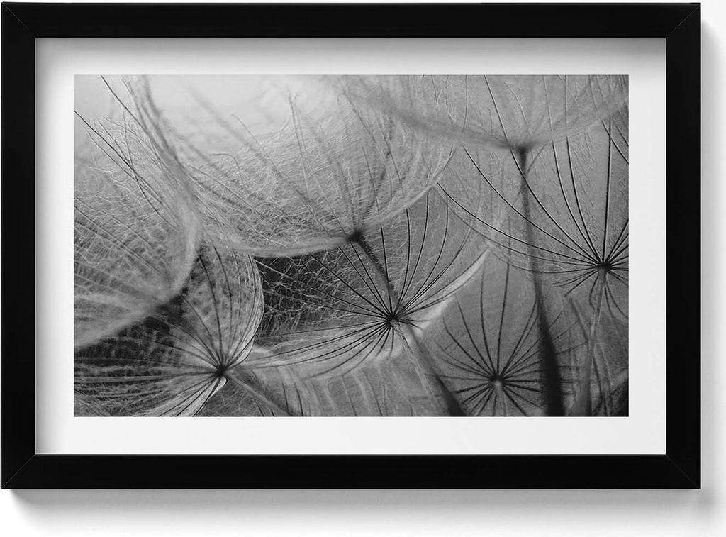 Weiß-weiße Nahaufnahme einer Schmeißfliege– Wandbild mit Rahmen – Gerahmtes Bild – Wanddekoration – 30x20 cm – Schwarz Rahmen