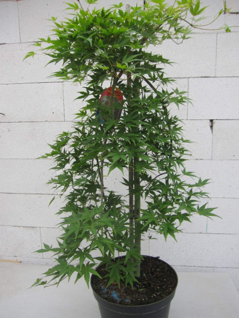 Ahorn palmatum Ryu Sen - Japanischer Fächer-Ahorn Ryusen - 80-100cm