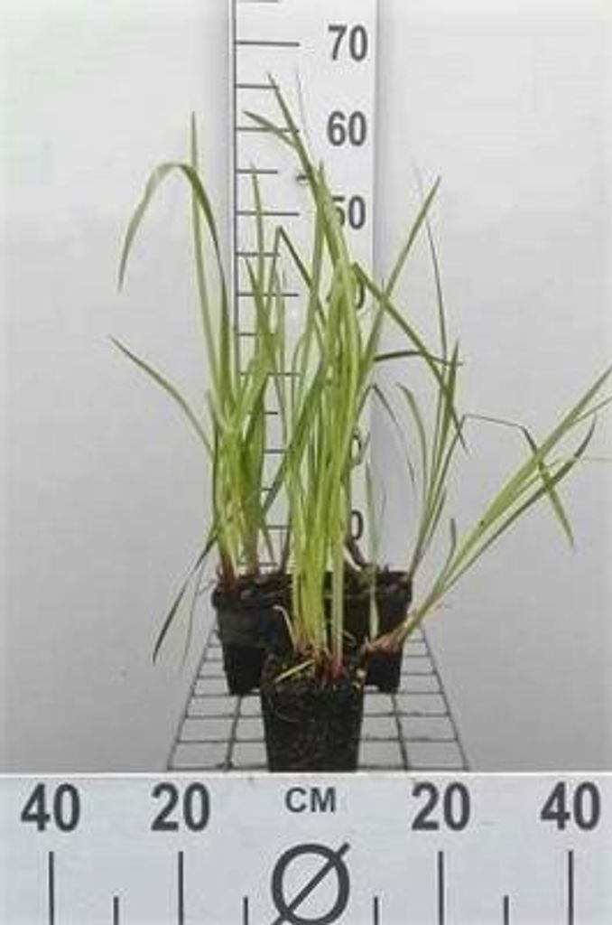 6 x Acorus calamus - Kalmus - Topf 9 x 9 cm