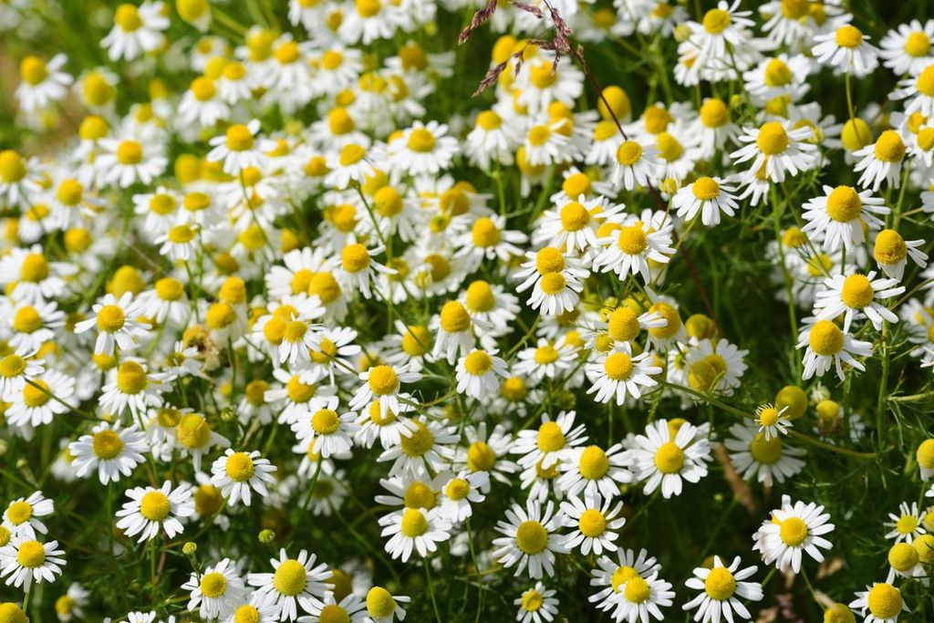 10.000 Samen Echte Kamille (Matricaria chamomilla) – zarte Produktbild 