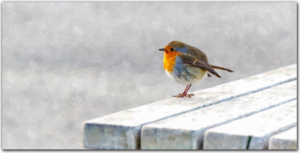 Coloray - Bild aus Glas - Glasbilder - 100 x 50 cm - Wohnzimmer Glasblock mit Bild Wanddekoration Gehärtetes Glas Dekoration Küche - Pet Vogel Sc...