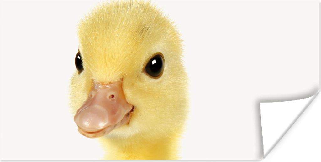 MuchoWow Poster Ente - Küken - Süß - Kinder - Mädchen - Jungen 120x60 cm - Bild