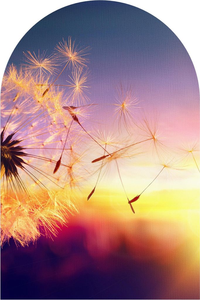 DEQORI Fototapete Rundbogen 100x150 cm 'Pusteblume im Abendlicht' Wand Tapete Sticker