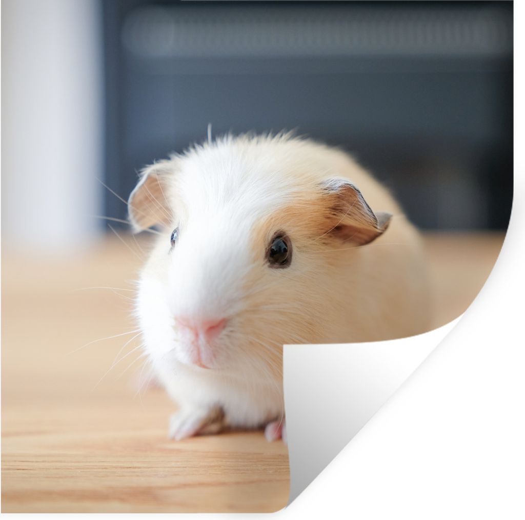 MuchoWow Wandtattoo Wandsticker Wandaufkleber Niedliches Baby-Meerschweinchen 50x50 cm Selbstklebend und Repositionierbar - Selbstklebend - Fotot...