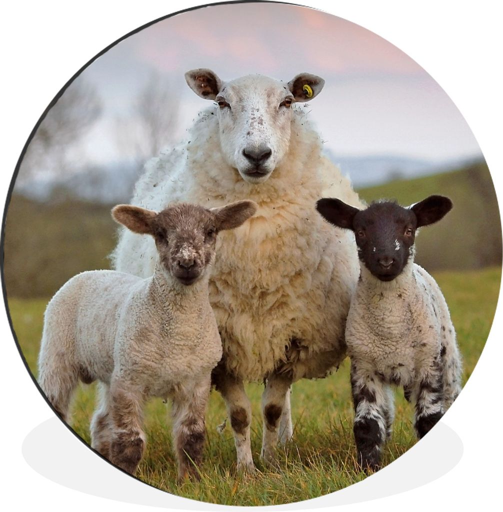 MuchoWow Aluminium Wandkreis Schafe - Gras - Porträt Ø 60 cm Wanddeko Modern Wohnzimmer - Wand Kreis - Wandbild - Schlafzimmer - Aluminium Bild...