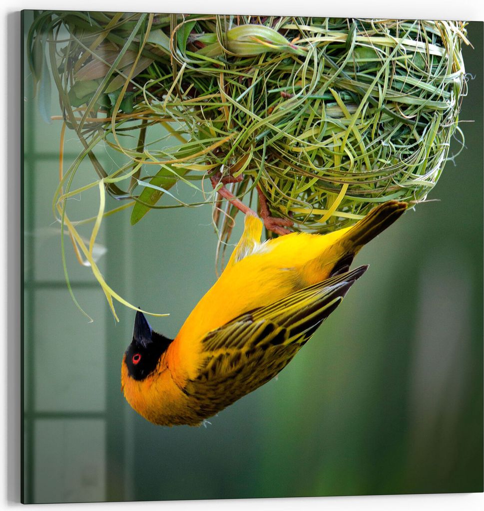 DEQORI Glasbild Echtglas 50x50 cm 'Maskenweber baut Nest' Wandbild Bild modern Deko