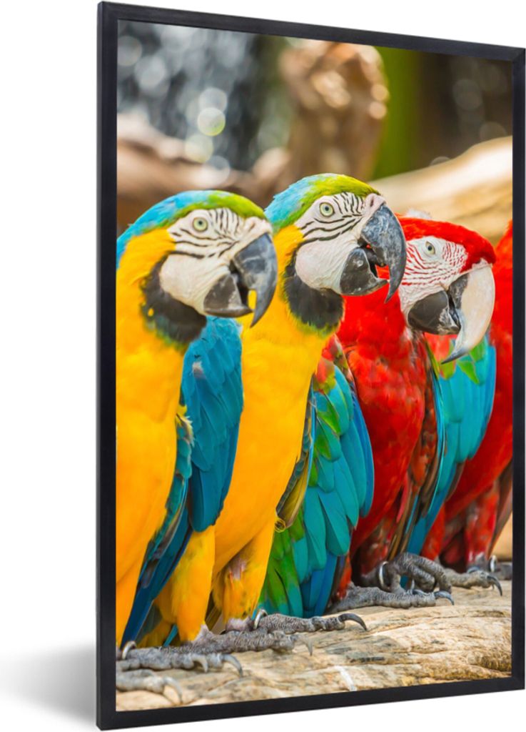 MuchoWow Gerahmtes Poster Vögel - Papagei - Tropisch - Natur 40x60 cm - Poster mit Schwarzem Bilderrahmen Wandposter Rahmen Foto Bilder - Papier...