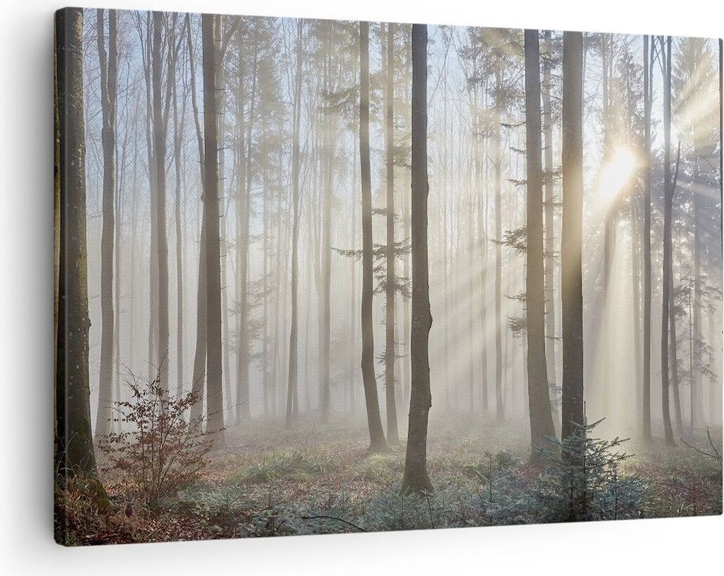 Bild auf Leinwand - Leinwandbild - Wald Baum Natur - Produktbild 